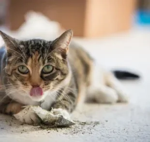 Catnip: erva de gato é uma das melhores formas de entreter os gatos e eles adoram!
