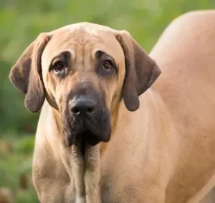 O Fila brasileiro é um cachorro gigante cheio de amor para dar: conheça mais sobre ele aqui embaixo