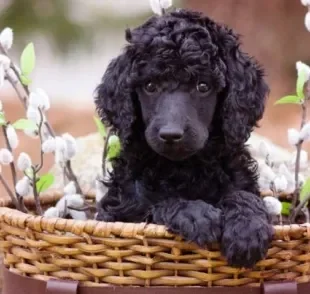 O filhote de poodle preto é uma fofura!