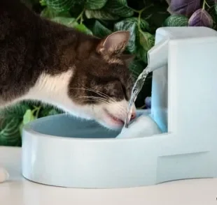 A fonte de água estimula o gato a beber mais água ao longo do dia