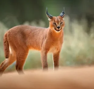 O Caracal é uma espécie que, ao cruzar com um Abissínio, pode resultar em um gato Caracal doméstico