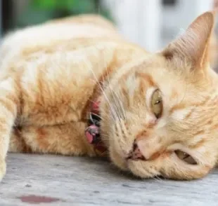 Gato com sangue nas fezes é um sintoma comum a várias infecções