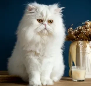 Persa branco: felino precisa de cuidados para manter beleza da pelagem