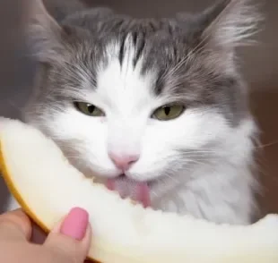 Felinos podem comer melão sem problemas, mas você sabe outras frutas que gatos podem comer? Veja na matéria!