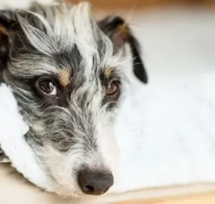 A giárdia canina é uma doença parasitária que pode ser prevenida com hábitos de higiene e vacina