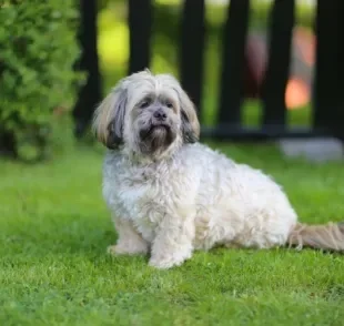 O cachorro Lhasa Apso é muito protetor, apesar de pequeno