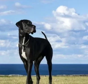 O maior cachorro do mundo é um Dogue Alemão e mede, apoiado nas duas patas posteriores, 2,26 metros