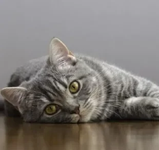 A panleucopenia felina é uma doença grave e altamente contagiosa que afeta a imunidade do pet