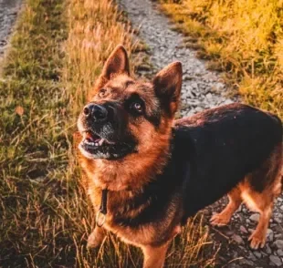 Pastor Alemão: um cão companheiro, brincalhão e carinhoso