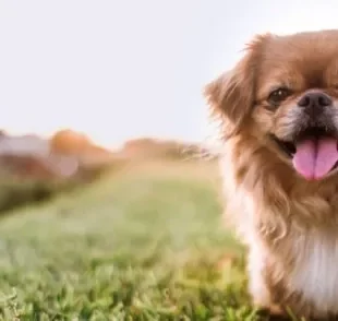 Cachorro Pequinês: prepare-se para derreter de amores por essa raça!