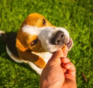 Entender mais sobre o petisco para cachorro pode te ajudar a escolher a melhor opção para seu pet