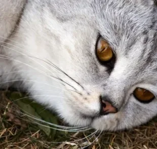 Prolapso retal em gatos é um quadro que precisa de atenção imediata