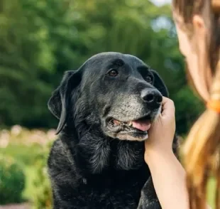 Qualidade de vida do animal é muito importante para saber até quantos anos cachorro vive