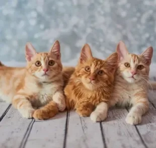 O que vai determinar quantos anos vive um gato é a qualidade de vida que ele tem!