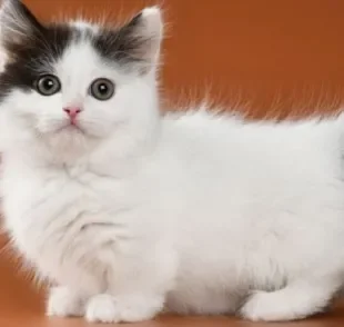 As raças de gatos pequenos nos fazem apaixonar com tanta fofura em um corpinho minúsculo