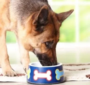 A ração para cão idoso é feita de acordo com as necessidades nutricionais que o pet precisa nessa fase da vida