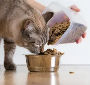 A ração para gato pode despertar algumas dúvidas nos pais de pet