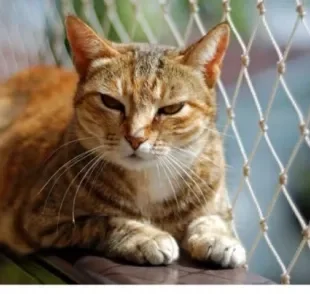 Existem dois tipos de tela de proteção para gatos que impedem fugas e acidentes