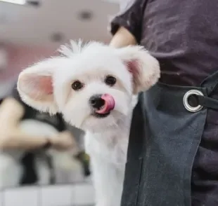 A tosa bebê é um corte específico para algumas raças de cachorro pequenas