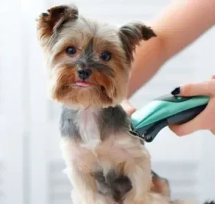 Ter uma máquina para tosar cachorro pode ser vantajoso para alguns cães, mas em outros não é tão necessário