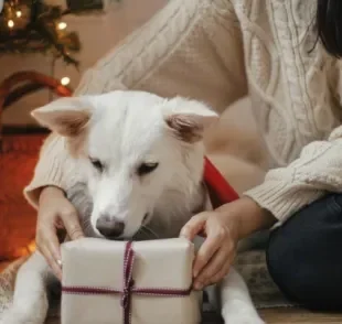 Presente para cachorro: deixe a criatividade fluir para deixar seu pet feliz