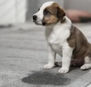 Para evitar xixi de cachorro pela casa, é importante direcionar o animal ao local certo