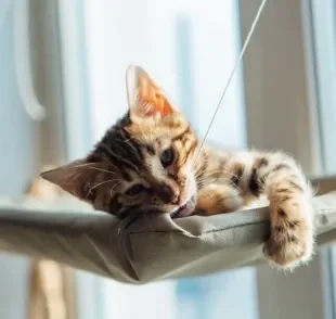 Um bom presente para gato é a cama suspensa, que pode ser fixada na janela de casa