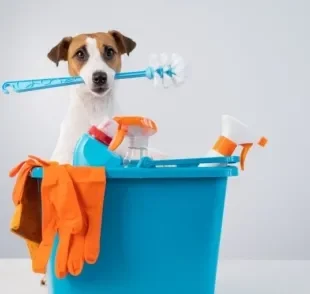A alergia em cachorro causada por produtos de limpeza é comum, mas pode ser evitada