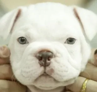 O American Bully micro: tamanho é o menor dos exemplares