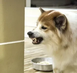 O cachorro agressivo com a comida pode acontecer por uma questão de posse com o alimento