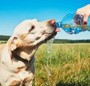 O cachorro com calor precisa de muita água e tem que ficar em locais frescos para se sentir melhor no verão
