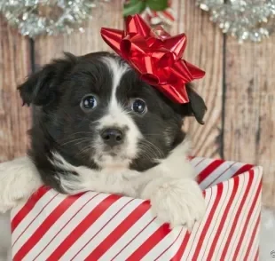 Dar um cachorro de presente parece uma boa ideia, mas requer muita responsabilidade