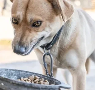 Cachorro desnutrido: o problema é grave e pode impactar várias funções do organismo canino