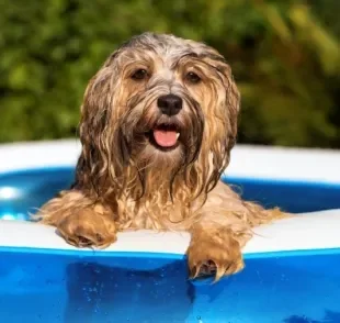 Entrar com o cachorro na piscina é perfeito para aliviar o calor, mas requer alguns cuidados