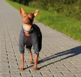 O cachorro sem pelo precisa ser protegido do sol e de baixas temperaturas