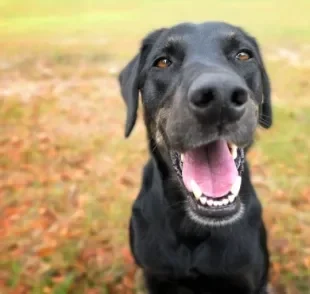 O cachorro troca de dente a partir de 4 meses e antes de 1 ano ele já está com a dentição completa