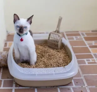 A escolha da caixa de areia para gatos deve levar em consideração vários fatores