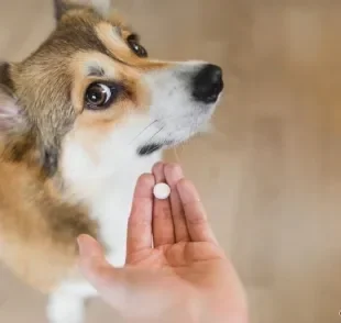 O calmante para cachorro é recomendado para cães que correm algum tipo de risco