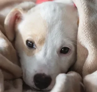 A castração do cachorro fêmea ajuda a prevenir muitos problemas de saúde