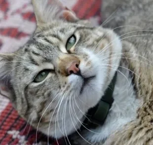 Histórico de saúde do pet pode ajudar na escolha da melhor coleira antipulgas para gatos