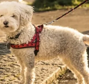 A coleira de cachorro peitoral é indicada para todas as raças e portes