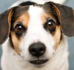 A visão do cachorro é bem diferente da visão humana