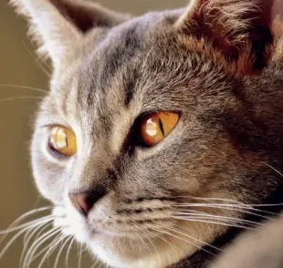 Sabe por que os olhos do gato brilham no escuro? Vamos esclarecer essas e outras curiosidades sobre a visão felina