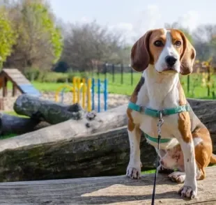 A coleira anti-puxão é uma alternativa para passeios mais tranquilos com os cães agitadinhos!