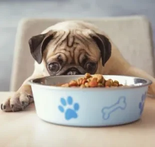Cachorro não quer comer? Além de problemas de saúde, excesso de petiscos também pode causar isso