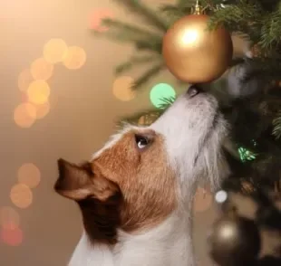 Ter um feliz Natal com cachorros é a melhor maneira de aproveitar a data