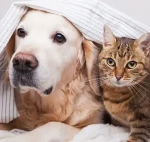 O cachorro e o gato assustados com o barulho dos fogos pode até mesmo fugir na tentativa de se proteger