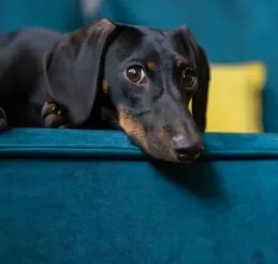 Dachshund: dor na coluna deve ser analisada por médico veterinário