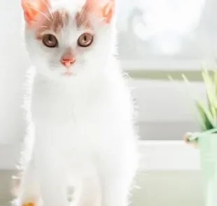 A FIV felina é uma das doenças mais graves que um gato pode ter