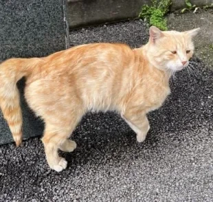 Gato não levanta a cauda? Fique atento pois ele pode estar com o rabo quebrado!